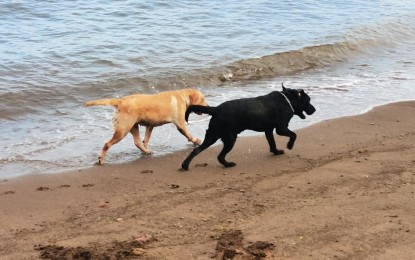 <p><strong>PET DOGS.</strong> Dogs frolic on the beach in this undated photo. The Department of Health in Negros Oriental on Tuesday (Jan. 23, 2024) calls for responsible pet ownership amid a feared increase in rabies cases this year. <em>(PNA file photo by Mary Judaline Flores Partlow)</em></p>