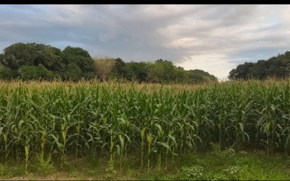 <p><strong>CORN FIELD</strong>. A corn field in Malasiqui town, Pangasinan is thriving amid the threat of El Niño in the province. The Department of Agriculture (DA) in Ilocos Region allocated PHP870.3 million for its dry spell mitigation action plan in 2023, and has requested for additional PHP652.8 million from the central office to help sustain its El Niño mitigation and rehabilitation program this year.<em> (Photo by Hilda Austria)</em></p>