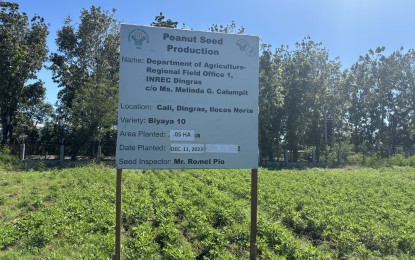<p><strong>SEED PRODUCTION</strong>. A peanut seed production site such as this in Barangay Cali, Dingras, Ilocos Norte was established by the Department of Agriculture (DA) in Region 1. The project aims to boost quality planting materials. <em>(Photo courtesy of DA-INREC)</em></p>