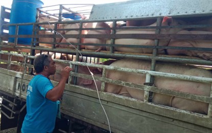 Antique cooperative avails of P10-M aid for swine breeding project
