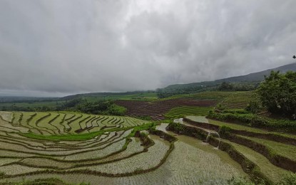 <p><strong>RICE TERRACES.</strong> A rice farm in Canlaon City, Negros Oriental in this undated photo. Government agencies, utility firms, and other stakeholders have been directed to include rehabilitation and post-El Niño interventions in their respective mitigation and response plans as Negros Oriental braces for an escalation of the ongoing dry spell in the province, a provincial disaster risk reduction official said Friday (Jan. 26, 2024). <em>(PNA file photo by Mary Judaline Flores Partlow)</em></p>