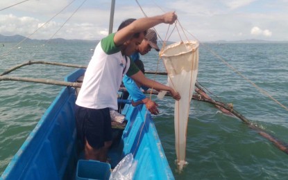 Coastal water off Masbate town tests positive for red tide