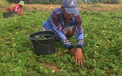 <p><strong>INCOME BOOST</strong>. Farmers in Barangay Navotas, Laoag City harvest ampalaya in this undated photo. A cash-for-work program is made available for farmers affected by the El Niño phenomenon. <em>(Photo by Leilanie Adriano)</em></p>