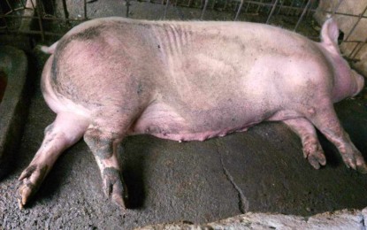 <p><strong>ASF-FREE GOAL.</strong> A dead pig San Jose de Buenavista, Antique on July 11, 2023. The town hopes to be declared African swine fever-free by February so hog raisers could resume their source of livelihood. (<em>Photo courtesy of Gali Magbanua</em>)</p>