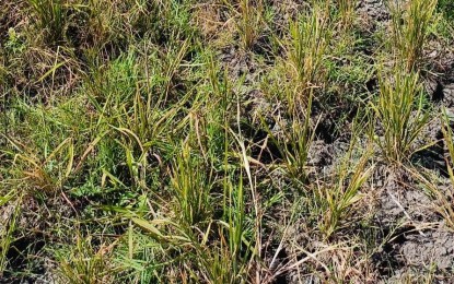 <p><strong>DRY SPELL.</strong> A ricefield affected by a dry spell in the southern part of Negros Occidental in this undated photo. As of Tuesday (Jan. 30, 2024), the Office of the Provincial Agriculturist reported some PHP7.079 million in damage to rice crops due to a dry spell. (<em>Photo courtesy of Office of the Provincial Agriculturist-Negros Occidental</em>)</p>