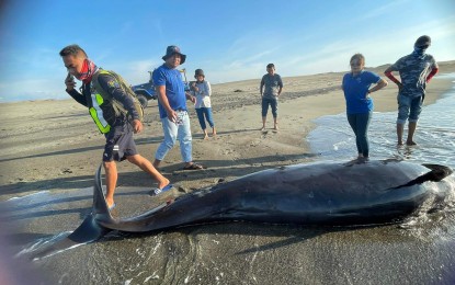 <p><strong>STRANDED</strong>. A 12-foot female pilot whale, which fishermen found beached along the shores of Barangay Masinloc in Paoay, Ilocos Norte Wednesday morning, was again stranded after it was released back to the sea on Thursday morning. It, however, died hours after it was transferred to a safer place, where authorities intended to give the mammal supportive care. <em>(Photo courtesy of BFAR Ilocos Norte)</em></p>