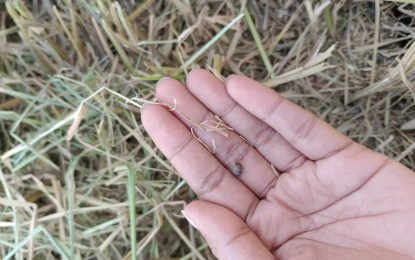 <p><strong>DAMAGE</strong>. Rice black bug (RBB) or rice weevil pest was reported in barangays Igbobon and Amparo in the Municipality of Patnongon, Antique, on Thursday (Feb. 1, 2024). Patnongon Municipal Agriculture Officer (MAO)Bernardita Salvador said, in an interview, that as of January, damages in their rice and corn production due to El Niño amounted to PHP33.7 million. (<em>Photo courtesy of Patnongon Municipal Agriculture Office</em>)</p>