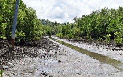 Largest mangrove forest pushed as tourist site in E. Samar