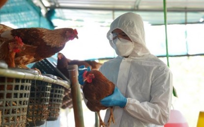 <p>H5N1 bird flu outbreak detected in Laos.  <em>(Photo from VNA/VNS) </em></p>