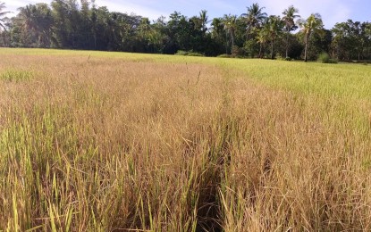 <p><strong>CROP DAMAGE.</strong> Rice plants are withered due to the El Niño phenomenon in the municipality of Patnongon, Antique on Feb. 1, 2024. The Department of Agriculture said Thursday (May 2, 2024) the damage caused by El Niño to the agriculture sector has reached an estimated PHP5.9 billion as of April 30, 2024. <em>(Photo courtesy of Patnongon Municipal Agriculture Office)</em></p>