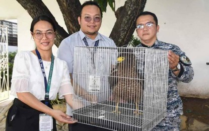 Serpent eagle rescued in Bulacan town