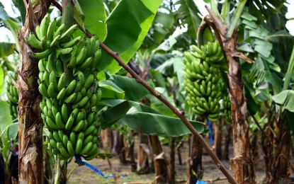 DA introduces new tech for C. Visayas banana cultivators