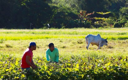 DA to continue to aid farmers as agri damage climbs to over P357M
