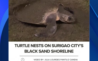 Olive Ridley sea turtle spotted nesting on Surigao City beach