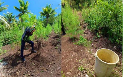 PDEA-BARMM seizes P12-M marijuana plants in Sulu, Maguindanao 
