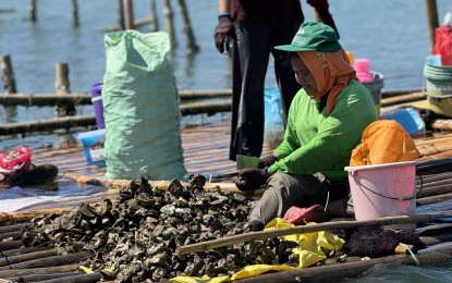 Pangasinan fisherfolk adopt DA-NFRDI oyster farming technology