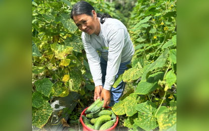 <p><strong>INCREASED INCOME.</strong> Susan Aparri, a vegetable farmer from Barangay Sumilihon, Butuan City, lauds the local government on Wednesday (March 6, 2024) for the implementation of the Agriboost project that helped her increase her income. The program has been helping the farmers in the city increase their yield by helping them market their produce and providing them various support services. <em>(Photo courtesy of Butuan CIO)</em></p>