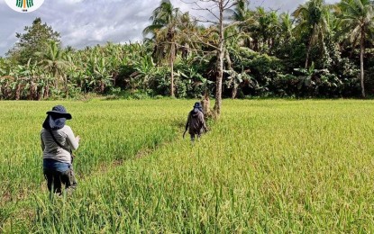 <p><strong>FARMING.</strong> A rice farm in Leyte province. At least 39 farm clusters were formed in Eastern Visayas as part of the Farm and Fisheries Consolidation and Clustering program to attain economies of scale, the Department of Agriculture (DA) reported on March 7. <em>(Photo courtesy of DA Eastern Visayas)</em></p>