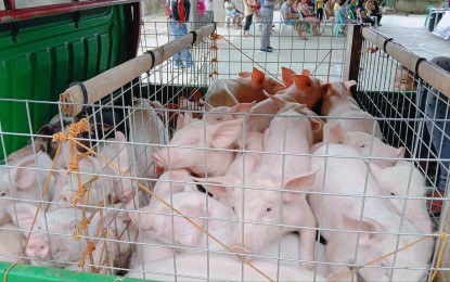 <p><strong>LIVE HOGS.</strong> The province of Negros Oriental has not yet imposed a ban on shipment of live hogs from Bohol provonce amid reports of African swine fever cases there. The Provincial Veterinary Office of Negros Oriental is still awaiting an official declaration from the Bureau of Animal Industry relative to the reported ASF cases in Bohol.<em> (PNA file photo)</em></p>