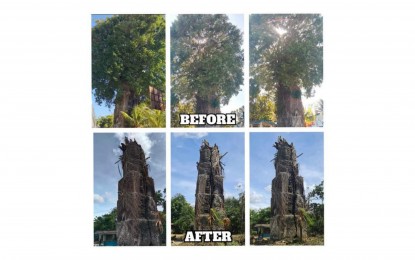 <p><strong>RESTORED</strong>. Before and after photos of the historic “simboryo” or smokestack of a muscovado sugar mill in Barangay VIII, Victorias City, Negros Occidental. Previously, the structure was “engulfed by overgrown vegetation that obscured its architectural beauty and historical value”, the city government said on Monday (March 11, 2024). <em>(Photo courtesy of Councilor Dino Acuña)</em></p>
<p> </p>
<p> </p>