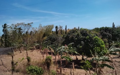 <p><strong>PARCHED LAND.</strong> Banana plants and other vegetation are turning brown in some areas in southern Negros Oriental, as shown in this photo taken on March 4, 2024. The Department of Agriculture has reported that some PHP 77 million in rice, corn, and other crops in Negros Oriental have been damaged by El Niño. <em>(PNA photo by Mary Judaline Flores Partlow)</em></p>