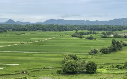 <p><strong>AGRI BOOST</strong>. A rice field in Piddig, Ilocos Norte promises a good yield in this undated photo. The Department of Agriculture has advised rice farmers to plant early during this dry season, or to start by Sept. 16 instead of in October, to help minimize the impact of the dry spell on their plants. <em>(File photo by Leilanie Adriano)</em></p>
