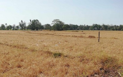 <p style="text-align: left;"><strong>DAMAGED RICE LAND.</strong> An irrigated rice land withers from the drought caused by the El Niño phenomenon in Sibalom, Antique on March 13, 2024. The Department of Agriculture on Monday (May 6) said all agricultural damage reports on the ground due to El Niño undergo thorough verification before being released to the public. <em>(PNA photo by Annabel Consuelo J. Petinglay)</em></p>
