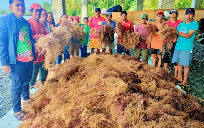 <p><strong>SEAWEED PROPAGATION.</strong> At least 10 fisherfolk associations in Dinagat Islands province receive one ton of seaweed propagules from the provincial government on Thursday (March 14, 2024). The distribution of propagules forms part of recovery efforts to increase the seaweed production in the island province, which was destroyed during the onslaught of typhoon Odette in December 2021. <em>(Photo courtesy of Provincial Agriculture Office–Dinagat Islands)</em></p>