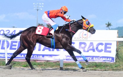 <p><strong>CHAMPION</strong>. Top favorite Worshipful Master of James Anthony Rabano on the way to the finish line during the 2024 Philracom 3YO Maiden Stakes at the Metroturf in Malvar, Batangas on Sunday (March 17, 2024). The bay colt's connections earned PHP720,000. <em>(Philracom photo) </em></p>