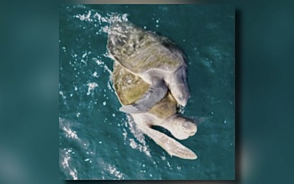<p><strong>RARE MOMENT</strong>. Male and female sea turtles are documented in an intimate session in Sarangani Bay, the Department of Environment and Natural Resources-Soccsksargen shared Thursday (March 21, 2024). Sarangani Bay is the nesting place of sea turtles, with thousands of hatchlings frequently released by environmentalists to their natural habitat. <em>(Photo courtesy of DENR Sarangani Bay Protected Seascape)</em></p>