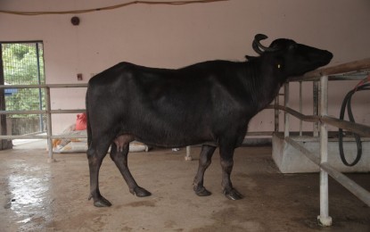 <p style="text-align: left;"><strong>HIGH MILK YIELD.</strong> The Department of Agriculture- Philippine Carabao Center (DA-PCC) reports its highest yield from a crossbred buffalo, 7UP15001 on Monday (March 25, 2024). The DA-PCC said it reached as high as 3883.7 kilograms of milk for a 299-day of lactation period. <em>(Photo courtesy of DA-PCC)</em></p>