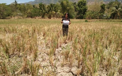 <p><strong>STATE OF CALAMITY.</strong> Three local government units in Negros Oriental have so far declared a state of calamity due to the El Niño-induced drought that has destroyed crops and other agricultural produce. The local governments are Bayawan City, Santa Catalina, and Mabinay. <em>(PNA file photo courtesy of Mabinay LGU via DA-PATCO)</em></p>