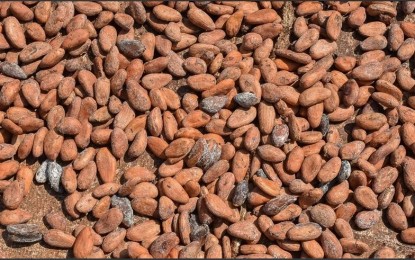 <p>Cocoa seeds are laid on the covers to dry in Ekoumdouma, Cameroon <em>(SAABI - Anadolu Agency)</em></p>