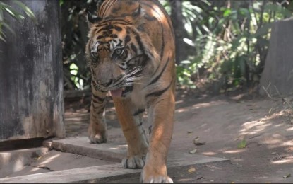 Study suggests Indonesia's Javan tiger may still exist