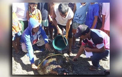 <p><strong>RELEASED</strong>. Environment personnel and other wildlife volunteers facilitate the release of a green sea turtle on Thursday (March 28, 2024) in Barangay Pancian, Pagudpud, Ilocos Norte. Environment officials are urging the public to report any sightings of "pawikan" (marine turtle) in their area. <em>(Photo courtesy of Rizal Pascual)</em></p>