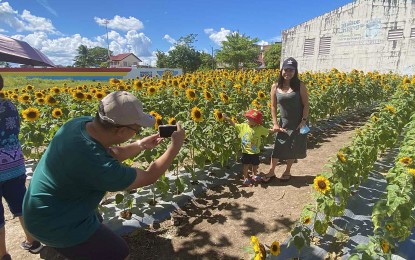 Sunflower farm Ligao City