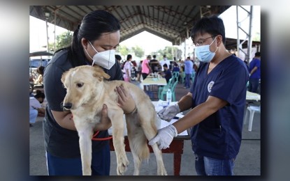 <p><strong>ANTI-RABIES VAX</strong>. A personnel of the Pangasinan Provincial Veterinary Office (PVO) inoculates with anti-rabies vaccine a pet dog during a veterinary medical mission in Calasiao town, Pangasinan in this undated photo. The Pangasinan Provincial Health Office is urging pet owners to have their pets vaccinated and for individuals bitten by animals to immediately get anti-rabies shots. <em>(Photo courtesy of Province of Pangasinan)</em></p>