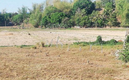 <p><strong>CROP DAMAGE.</strong> A rice farm in Sibalom, Antique that had been damaged by the El Niño phenomenon. Provincial Agriculture Office chief Nicolasito Calawag said Thursday (April 4, 2024) the total damage on agricultural crops has now reached more than PHP141 million. <em>(PNA photo by Annabel Consuelo J. Petinglay)</em></p>