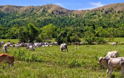 <p>Busuanga Pasture Reserve <em>(Photo courtesy of DENR)</em></p>