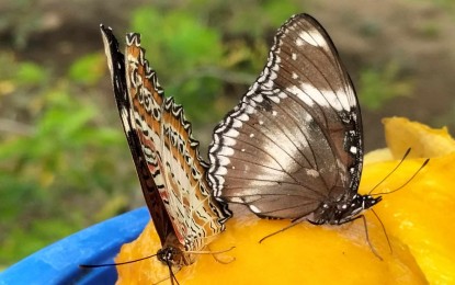 P15-M butterfly garden, koi lagoon to boost Iloilo City attraction