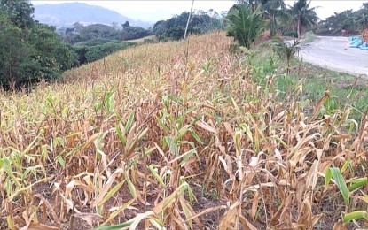 <p><strong>WITHERED</strong>. Corn plants in Kalinga province have dried up due to the El Niño phenomenon. The Department of Agriculture (DA) in the Cordillera region on Thursday (April 11, 2024) reported that a total of PHP444.94 million worth of rice, corn, and fish produce have been damaged due to the heat and lack of water. <em>(PNA photo courtesy of DA-CAR RAFIS)</em></p>