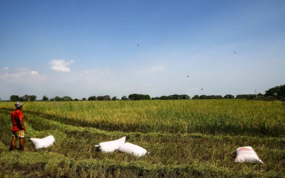 DA: Allowing NFA to buy, sell rice will stabilize prices