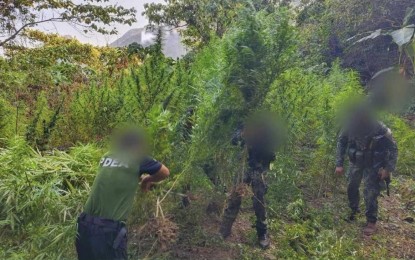 <p><strong>BURN.</strong> Law enforcers destroy marijuana plants with an estimated value of PHP5.3 million in Ilocos Sur province on Friday (April 12, 2024). No cultivators were apprehended. <em>(Photo courtesy of PDEA-Ilocos Region)</em></p>