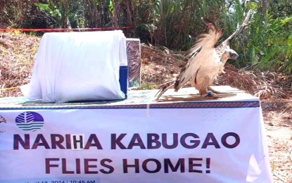 <p><strong>SEND OFF</strong>. “Nariha Kabugao” a young eagle which was allegedly rescued in March was sent back to its natural habitat, the forests of the municipality of Calanasan, on Friday (April 12, 2024) after it underwent treatment and rehabilitation due to a gunshot. Apayao Governor Elias Bulut Jr. said protecting the environment is not just about ecological balance but also the survival of the people who co-exist with the Philippine Eagle in the province. <em>(PNA photo by Redjie Melvic Cawis/ PIA-CAR)</em></p>