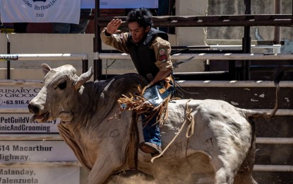 <p><strong>A 'COWBOY'S WORLD.'</strong> A local cowboy showcases his skills and agility as he mounts a bull at the Masbate Rodeo Grand Arena as part of the 27th Rodeo Festival of the province held on Sunday (April 14, 2024). At least 12 professional and 32 student rodeo teams battled it out in the much-anticipated Rodeo National Finals. <em>(Photo from Department of Tourism 5's Facebook page)</em></p>
