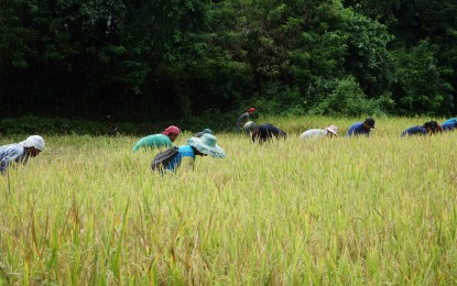 <p><strong>HARVEST</strong>. Farmers in La Union province harvest their crops in this undated photo. The provincial government has created a PHP3 million emergency trust fund to help farmers and fisherfolk affected by El Niño. <em>(Photo courtesy of Province of La Union)</em></p>