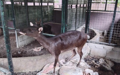 <p><strong>ENDANGERED</strong>. A Philippine deer inside the Eastern Visayas Regional Wildlife and Rescue Center in Palo, Leyte. The center took care of 24 rescued animals during the first quarter of 2024. <em>(PNA photo by Sarwell Meniano)</em></p>