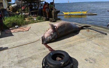 <p>DEAD SEA MAMMAL. A dugong was found dead by local residents in Barangay Tag-anongan, Cortes, Surigao del Sur, on Tuesday (April 16, 2024). Authorities are still investigating the cause of death.<em> (Photo courtesy of LGU Cortes)</em></p>
<p> </p>
<p> </p>