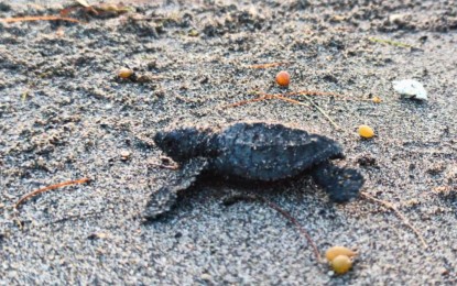 <p><strong>SEA-BOUND.</strong> One of the 81 Olive Ridley turtle hatchlings released to the sea on Wednesday (April 17, 2024) in Barangay Sabang, Surigao City. The hatchlings were the offspring of the Olive Ridley turtle found nesting in the area on Feb. 23, 2024<em>. (Photo courtesy of PIO Surigao City)</em></p>