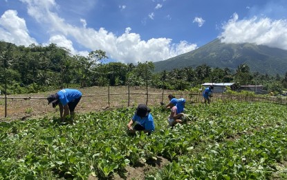 <p><strong>HARVEST TIME.</strong> Women planters in Barangay Baligang, Ligao City, Albay harvest their pechay on April 5, 2024. In a male-dominated field like farming, the Women Planters of Baligang stands as a testament to the power of what women can do, says the group's leader.<em> (PNA photo by Connie Calipay)</em></p>